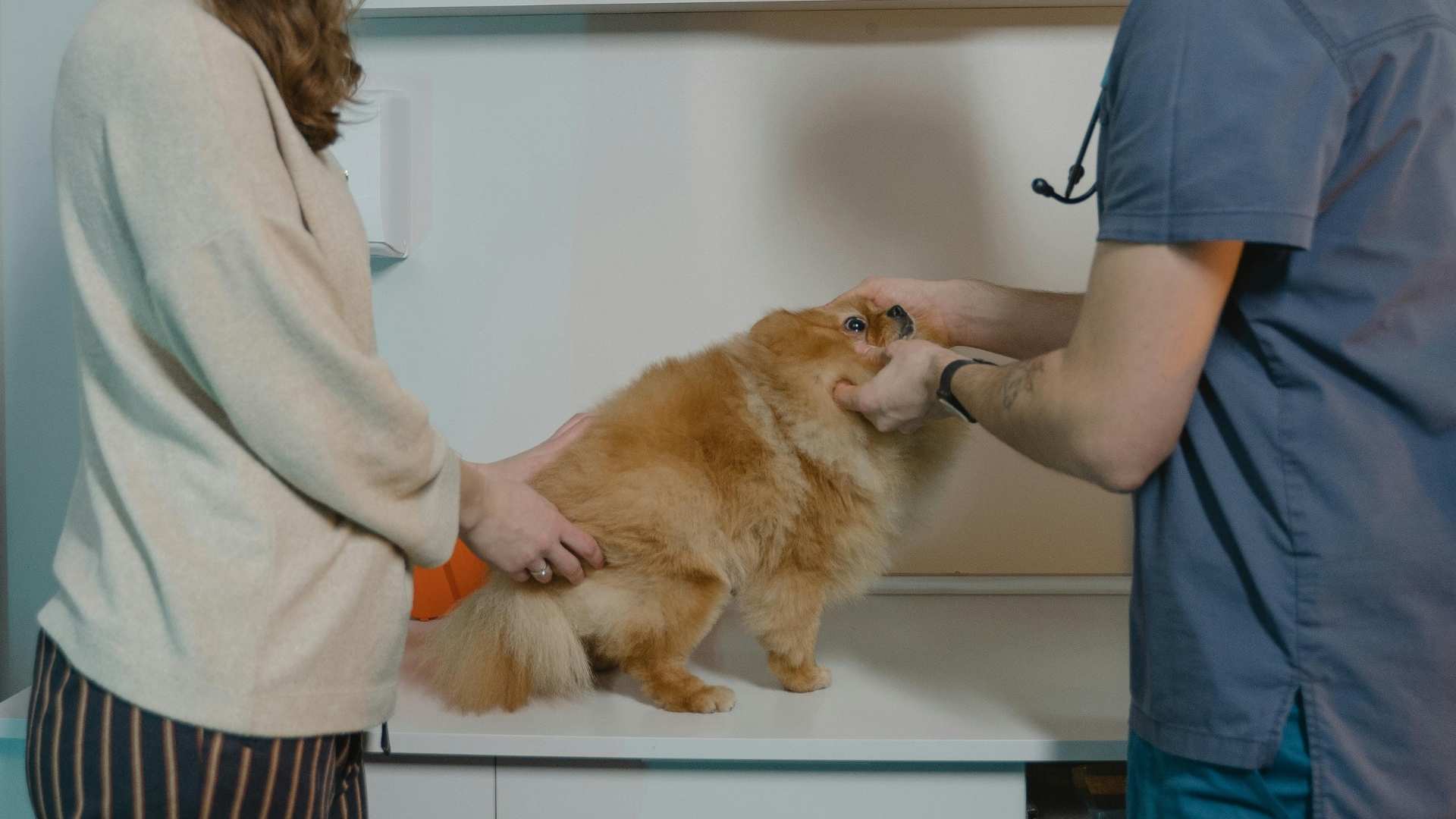 perrito toy en el veterinario